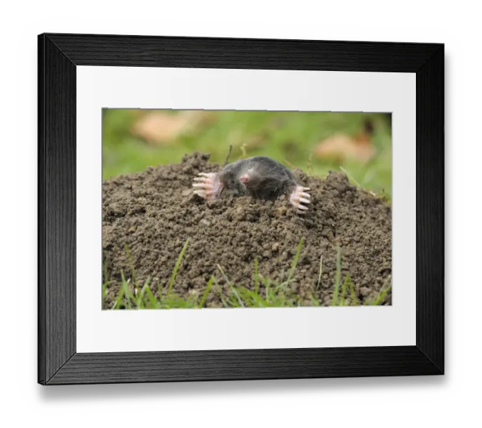 Framed Print : European Mole -Talpa europaea- Framed Print : European Mole -Talpa europaea-