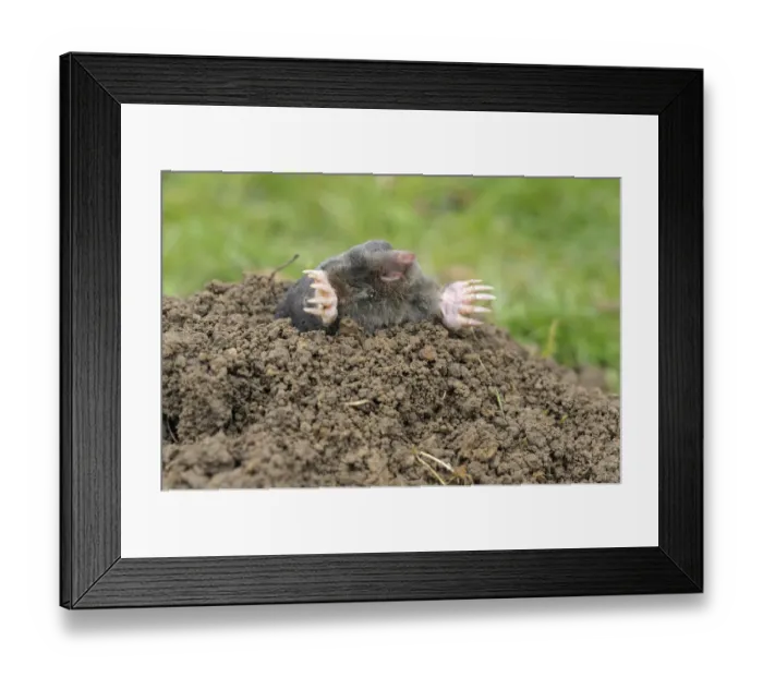 Framed Print : European Mole -Talpa europaea- Framed Print : European Mole -Talpa europaea-