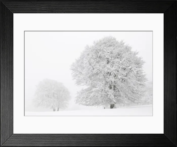 Framed Print : Beech -Fagus sylvatica- on a pasture in fog and snow, winter, Mt. Schauinsland, Black Forest, Baden-Wuerttemberg, Germany, Europe Framed Print : Beech -Fagus sylvatica- on a pasture in fog and snow, winter, Mt. Schauinsland, Black Forest, Baden-Wuerttemberg, Germany, Europe