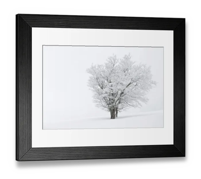 Framed Print : Beech -Fagus sylvatica- on a pasture in fog and snow, winter, Mt. Schauinsland, Black Forest, Baden-Wuerttemberg, Germany, Europe Framed Print : Beech -Fagus sylvatica- on a pasture in fog and snow, winter, Mt. Schauinsland, Black Forest, Baden-Wuerttemberg, Germany, Europe