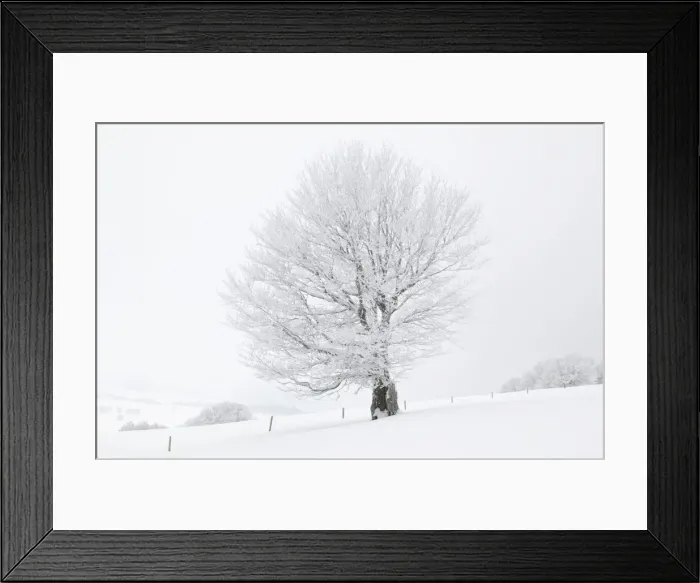 Framed Print : Beech -Fagus sylvatica- on a pasture in fog and snow, winter, Mt. Schauinsland, Black Forest, Baden-Wuerttemberg, Germany, Europe