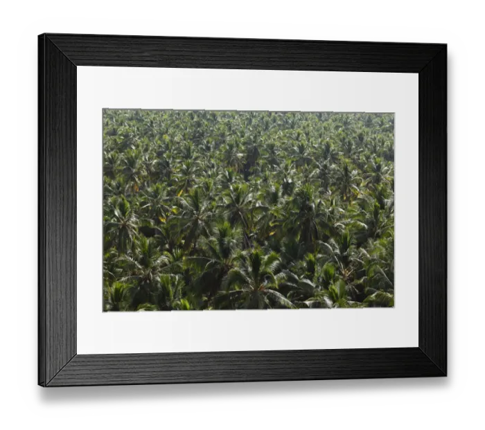 Framed Print : Forest of coconut palms, Malabarian Coast, Malabar, Kerala, India, Asia
