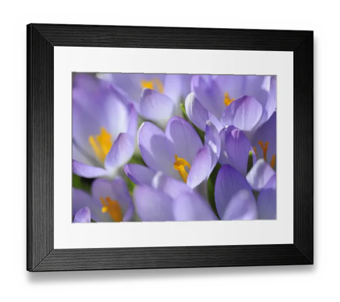 Framed Print : Crocus -Crocus-, violet Framed Print : Crocus -Crocus-, violet