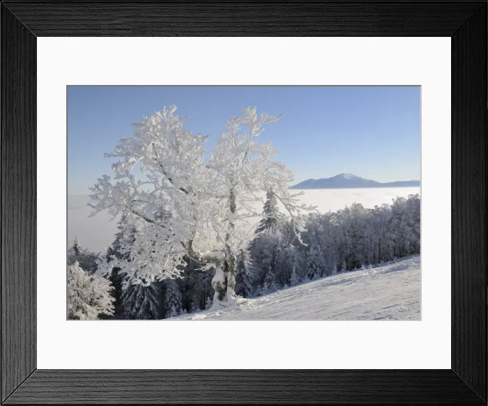 Framed Print : Snowy tree, in the back Mt. Schneeberg, Mt. Unterberg, Lower Austria, Austria, Europe Framed Print : Snowy tree, in the back Mt. Schneeberg, Mt. Unterberg, Lower Austria, Austria, Europe