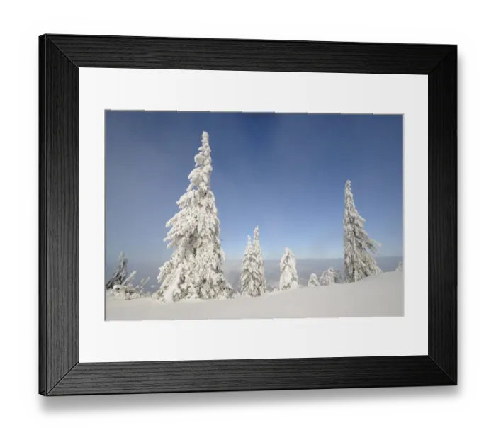 Framed Print : Snow-covered trees on the ridge of Mt. Unterberg, Lower Austria, Austria, Europe Framed Print : Snow-covered trees on the ridge of Mt. Unterberg, Lower Austria, Austria, Europe