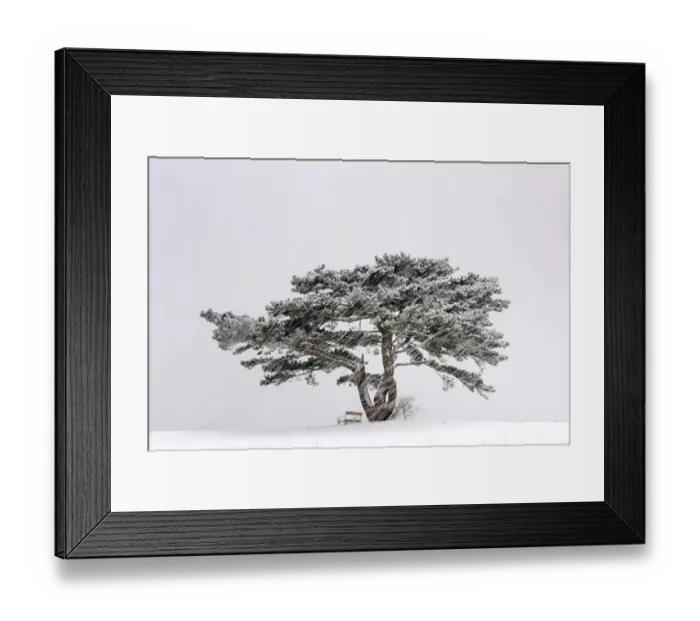 Framed Print : European Black Pine -Pinus nigra- in a snowstorm, Lower Austria, Austria, Europe Framed Print : European Black Pine -Pinus nigra- in a snowstorm, Lower Austria, Austria, Europe