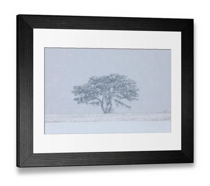 Framed Print : European Black Pine -Pinus nigra- in a snowstorm, Lower Austria, Austria, Europe Framed Print : European Black Pine -Pinus nigra- in a snowstorm, Lower Austria, Austria, Europe
