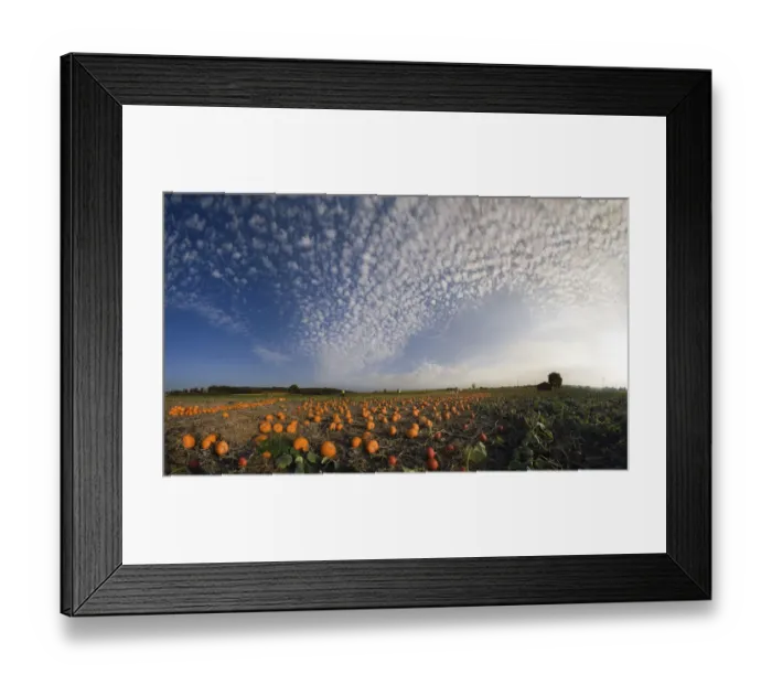 Framed Print : Harvested pumpkins in a pumpkin field with fluffy clouds Framed Print : Harvested pumpkins in a pumpkin field with fluffy clouds