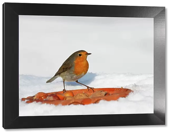 European robin, Redbreast -Erithacus rubecula- in winter in snow, bird feeding