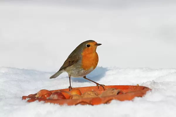 European robin, Redbreast -Erithacus rubecula- in winter in snow, bird feeding