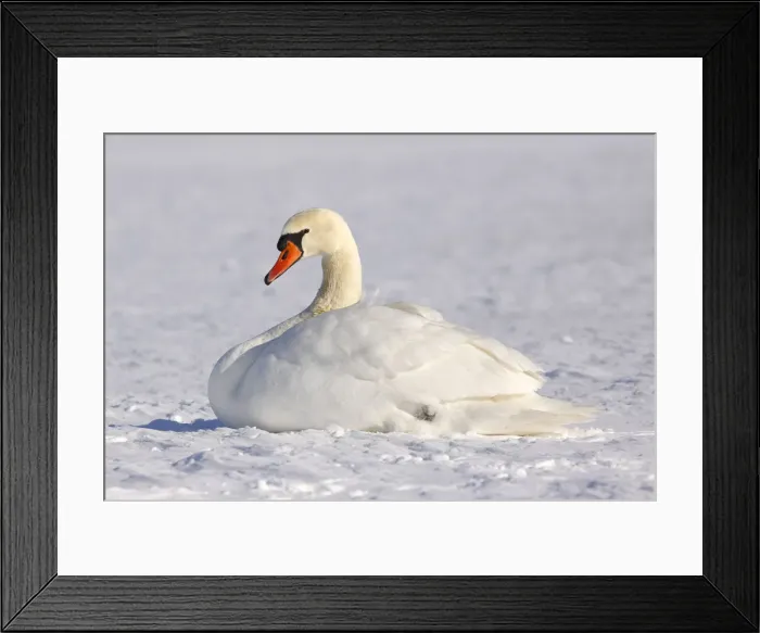 Framed Print : Resting Mute swan -Cygnus olor- in winter in snow Framed Print : Resting Mute swan -Cygnus olor- in winter in snow