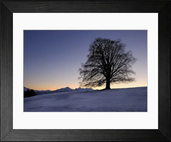 Framed Print : Old Linden -Tilia- at sunset on snow-covered meadow, Rosshaupten, Eastern Allgaeu, Bavaria, Germany, Europe Framed Print : Old Linden -Tilia- at sunset on snow-covered meadow, Rosshaupten, Eastern Allgaeu, Bavaria, Germany, Europe
