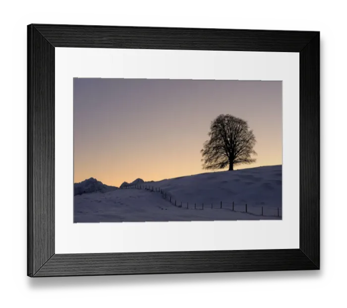 Framed Print : Old Linden -Tilia- at sunset on snow-covered meadow, Rosshaupten, Eastern Allgaeu, Bavaria, Germany, Europe Framed Print : Old Linden -Tilia- at sunset on snow-covered meadow, Rosshaupten, Eastern Allgaeu, Bavaria, Germany, Europe