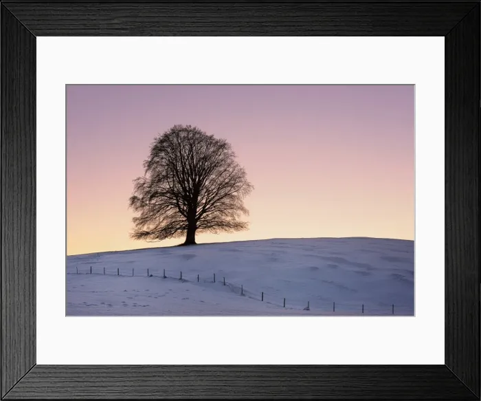 Framed Print : Old Linden -Tilia- at sunset on snow-covered meadow, Rosshaupten, Eastern Allgaeu, Bavaria, Germany, Europe Framed Print : Old Linden -Tilia- at sunset on snow-covered meadow, Rosshaupten, Eastern Allgaeu, Bavaria, Germany, Europe
