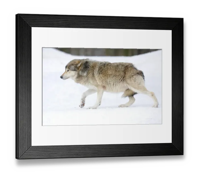 Framed Print : Mackenzie Valley Wolf, Alaskan Tundra Wolf or Canadian Timber Wolf -Canis lupus occidentalis- in the snow, displaying low rank with tail tucked between hind legs, attitude of humility Framed Print : Mackenzie Valley Wolf, Alaskan Tundra Wolf or Canadian Timber Wolf -Canis lupus occidentalis- in the snow, displaying low rank with tail tucked between hind legs, attitude of humility