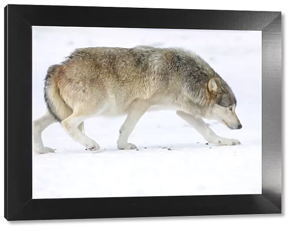 Mackenzie Valley Wolf, Alaskan Tundra Wolf or Canadian Timber Wolf -Canis lupus occidentalis- in the snow, displaying low rank with tail tucked between hind legs, attitude of humility