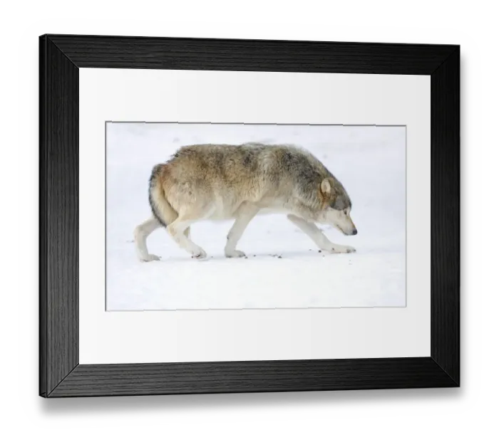 Framed Print : Mackenzie Valley Wolf, Alaskan Tundra Wolf or Canadian Timber Wolf -Canis lupus occidentalis- in the snow, displaying low rank with tail tucked between hind legs, attitude of humility Framed Print : Mackenzie Valley Wolf, Alaskan Tundra Wolf or Canadian Timber Wolf -Canis lupus occidentalis- in the snow, displaying low rank with tail tucked between hind legs, attitude of humility