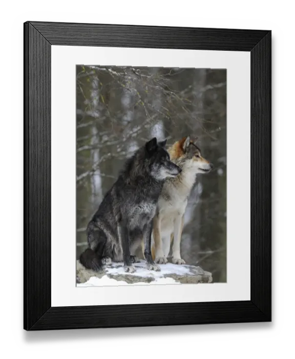 Framed Print : Mackenzie Valley Wolf, Alaskan Tundra Wolf or Canadian Timber Wolf -Canis lupus occidentalis-, two wolves in the snow Framed Print : Mackenzie Valley Wolf, Alaskan Tundra Wolf or Canadian Timber Wolf -Canis lupus occidentalis-, two wolves in the snow