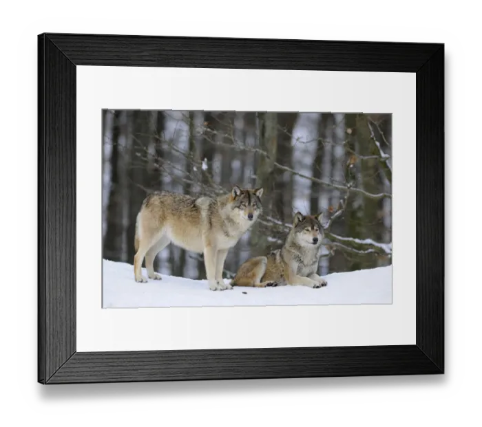 Framed Print : Mackenzie Valley Wolf, Alaskan Tundra Wolf or Canadian Timber Wolf -Canis lupus occidentalis-, two wolves in the snow Framed Print : Mackenzie Valley Wolf, Alaskan Tundra Wolf or Canadian Timber Wolf -Canis lupus occidentalis-, two wolves in the snow