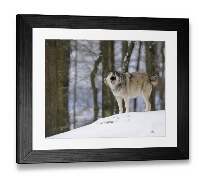 Framed Print : Mackenzie Valley Wolf, Alaskan Tundra Wolf or Canadian Timber Wolf -Canis lupus occidentalis- in the snow, leader of the pack, aggressive Framed Print : Mackenzie Valley Wolf, Alaskan Tundra Wolf or Canadian Timber Wolf -Canis lupus occidentalis- in the snow, leader of the pack, aggressive