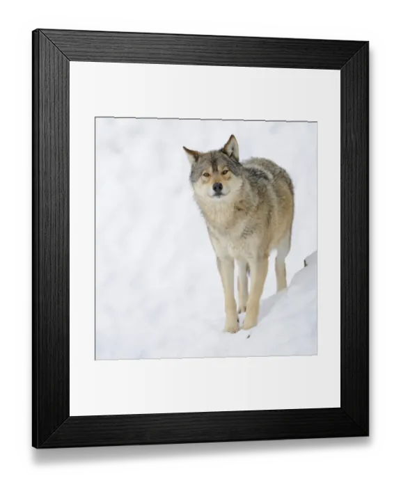 Framed Print : Mackenzie Valley Wolf, Alaskan Tundra Wolf or Canadian Timber Wolf -Canis lupus occidentalis- in the snow Framed Print : Mackenzie Valley Wolf, Alaskan Tundra Wolf or Canadian Timber Wolf -Canis lupus occidentalis- in the snow