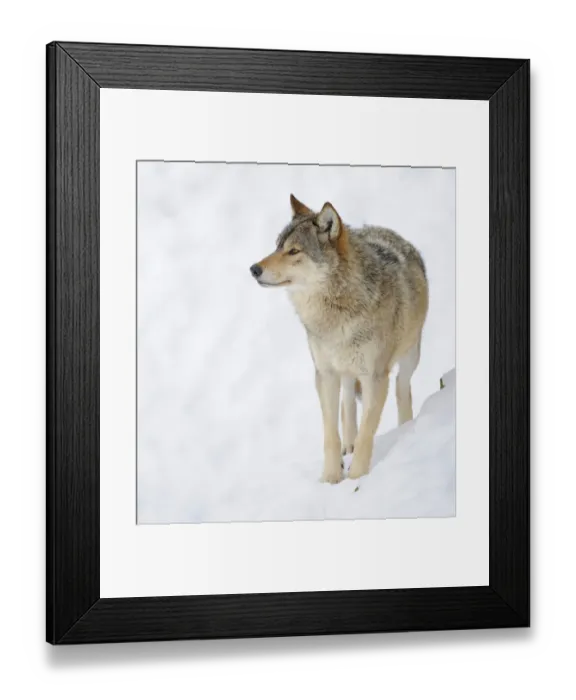 Framed Print : Mackenzie Valley Wolf, Alaskan Tundra Wolf or Canadian Timber Wolf -Canis lupus occidentalis- in the snow Framed Print : Mackenzie Valley Wolf, Alaskan Tundra Wolf or Canadian Timber Wolf -Canis lupus occidentalis- in the snow