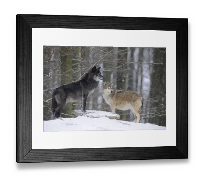 Framed Print : Mackenzie Valley Wolf, Alaskan Tundra Wolf or Canadian Timber Wolf -Canis lupus occidentalis-, two wolves in the snow Framed Print : Mackenzie Valley Wolf, Alaskan Tundra Wolf or Canadian Timber Wolf -Canis lupus occidentalis-, two wolves in the snow
