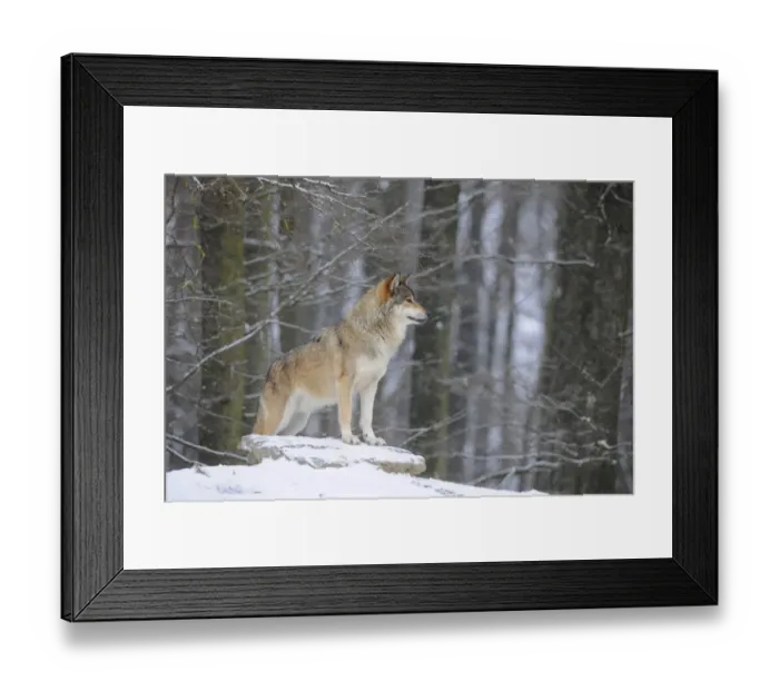 Framed Print : Mackenzie Valley Wolf, Alaskan Tundra Wolf or Canadian Timber Wolf -Canis lupus occidentalis- in the snow, leader of the pack Framed Print : Mackenzie Valley Wolf, Alaskan Tundra Wolf or Canadian Timber Wolf -Canis lupus occidentalis- in the snow, leader of the pack