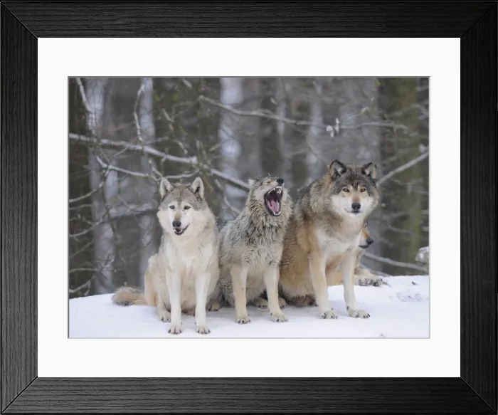Framed Print : Mackenzie Wolf, Canadian wolf, Timber wolf -Canis lupus occidentalis-, three wolves in the snow, young in the middle Framed Print : Mackenzie Wolf, Canadian wolf, Timber wolf -Canis lupus occidentalis-, three wolves in the snow, young in the middle