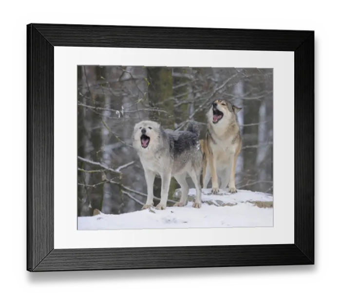 Framed Print : Mackenzie Valley Wolf, Alaskan Tundra Wolf or Canadian Timber Wolf -Canis lupus occidentalis-, wolves howling in the snow Framed Print : Mackenzie Valley Wolf, Alaskan Tundra Wolf or Canadian Timber Wolf -Canis lupus occidentalis-, wolves howling in the snow