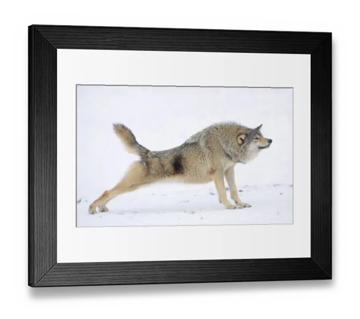 Framed Print : Mackenzie Valley Wolf, Alaskan Tundra Wolf or Canadian Timber Wolf -Canis lupus occidentalis-, wolf stretching in the snow Framed Print : Mackenzie Valley Wolf, Alaskan Tundra Wolf or Canadian Timber Wolf -Canis lupus occidentalis-, wolf stretching in the snow