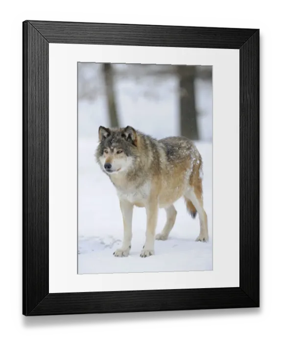 Framed Print : Mackenzie Valley Wolf, Alaskan Tundra Wolf or Canadian Timber Wolf -Canis lupus occidentalis- in the snow, leader of the pack Framed Print : Mackenzie Valley Wolf, Alaskan Tundra Wolf or Canadian Timber Wolf -Canis lupus occidentalis- in the snow, leader of the pack