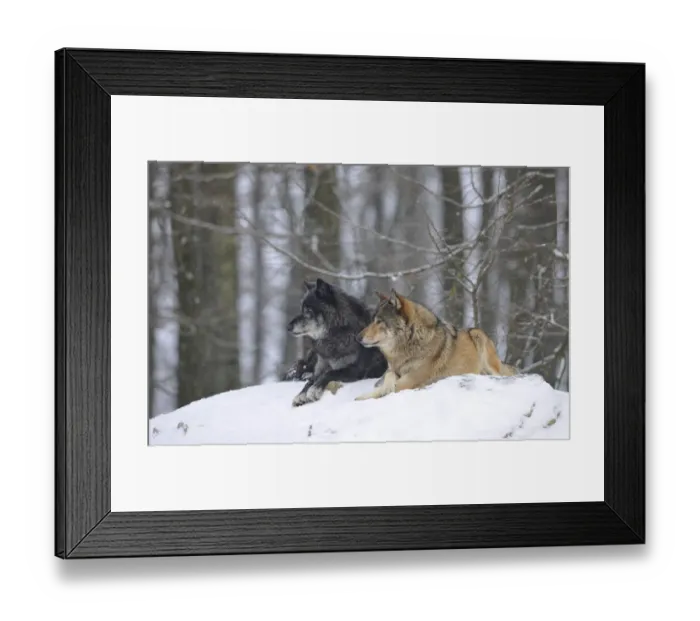 Framed Print : Mackenzie Valley Wolf, Alaskan Tundra Wolf or Canadian Timber Wolf -Canis lupus occidentalis-, two wolves in the snow Framed Print : Mackenzie Valley Wolf, Alaskan Tundra Wolf or Canadian Timber Wolf -Canis lupus occidentalis-, two wolves in the snow