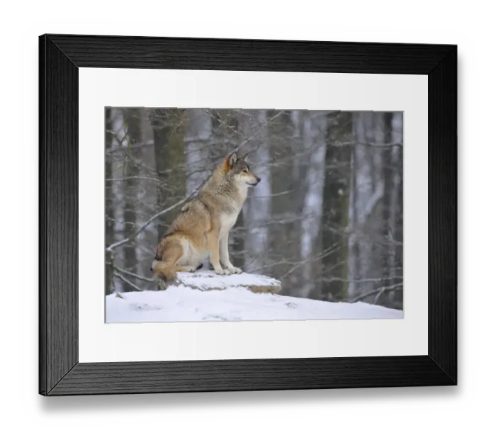Framed Print : Mackenzie Valley Wolf, Alaskan Tundra Wolf or Canadian Timber Wolf -Canis lupus occidentalis- in the snow, leader of the pack Framed Print : Mackenzie Valley Wolf, Alaskan Tundra Wolf or Canadian Timber Wolf -Canis lupus occidentalis- in the snow, leader of the pack