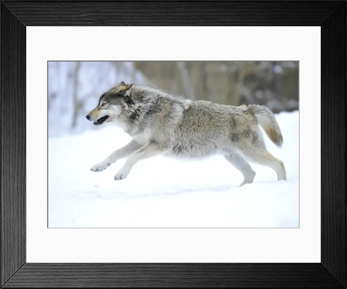 Framed Print : Mackenzie Valley Wolf, Alaskan Tundra Wolf or Canadian Timber Wolf -Canis lupus occidentalis-, young wolf jumping in the snow Framed Print : Mackenzie Valley Wolf, Alaskan Tundra Wolf or Canadian Timber Wolf -Canis lupus occidentalis-, young wolf jumping in the snow