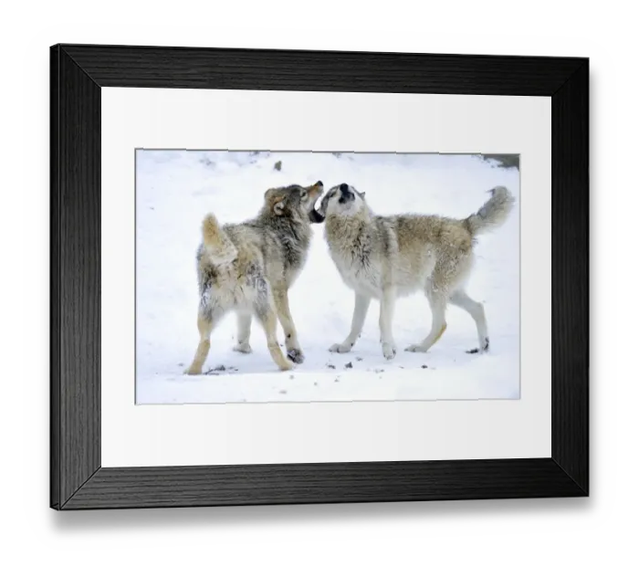 Framed Print : Mackenzie Valley Wolf, Alaskan Tundra Wolf or Canadian Timber Wolf -Canis lupus occidentalis-, two young wolves playing in the snow Framed Print : Mackenzie Valley Wolf, Alaskan Tundra Wolf or Canadian Timber Wolf -Canis lupus occidentalis-, two young wolves playing in the snow