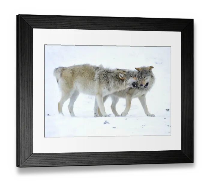 Framed Print : Mackenzie Valley Wolf, Alaskan Tundra Wolf or Canadian Timber Wolf -Canis lupus occidentalis-, two young wolves playing in the snow Framed Print : Mackenzie Valley Wolf, Alaskan Tundra Wolf or Canadian Timber Wolf -Canis lupus occidentalis-, two young wolves playing in the snow