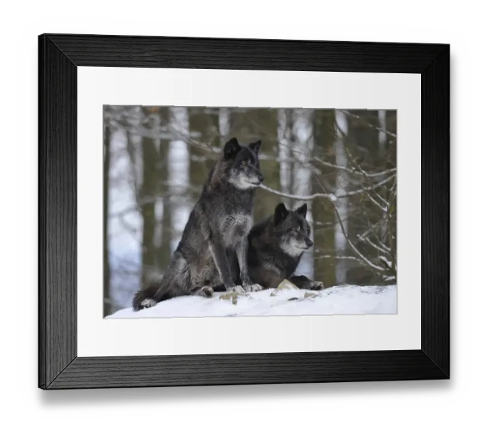 Framed Print : Mackenzie Valley Wolf, Alaskan Tundra Wolf or Canadian Timber Wolf -Canis lupus occidentalis-, two wolves in the snow Framed Print : Mackenzie Valley Wolf, Alaskan Tundra Wolf or Canadian Timber Wolf -Canis lupus occidentalis-, two wolves in the snow