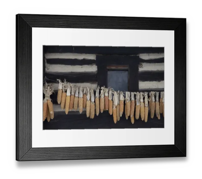 Framed Print : Corn cobs hung up to dry at an old cottage in the Spreewald, Brandenburg, Germany, Europe Framed Print : Corn cobs hung up to dry at an old cottage in the Spreewald, Brandenburg, Germany, Europe