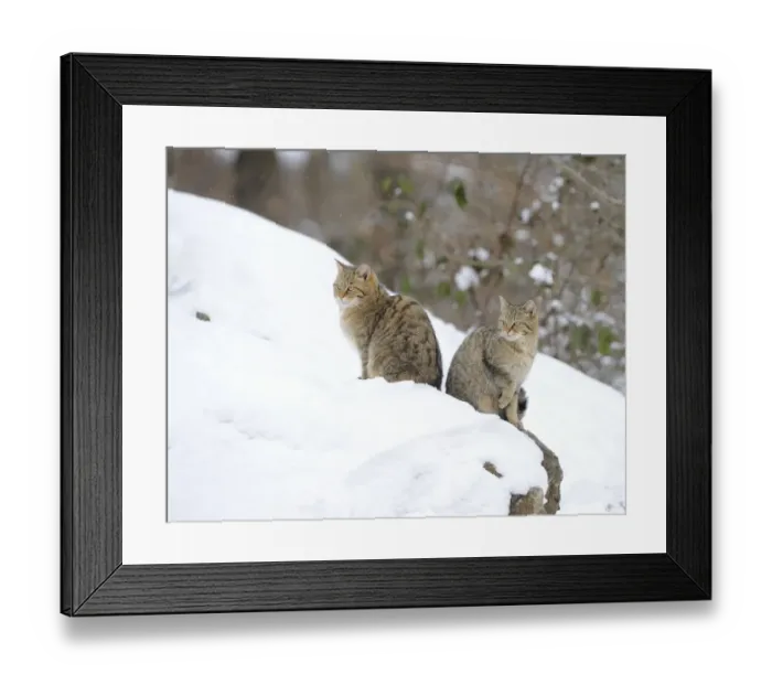Framed Print : Wildcat -Felis silvestris-, juveniles in winter Framed Print : Wildcat -Felis silvestris-, juveniles in winter