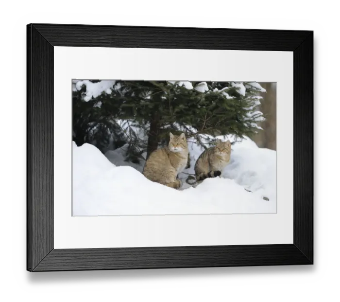 Framed Print : Wildcat -Felis silvestris-, juveniles in winter in front of den Framed Print : Wildcat -Felis silvestris-, juveniles in winter in front of den