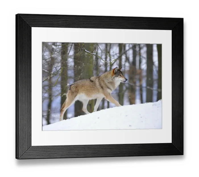 Framed Print : Mackenzie Valley Wolf, Alaskan Tundra Wolf or Canadian Timber Wolf -Canis lupus occidentalis-, leader of the pack Framed Print : Mackenzie Valley Wolf, Alaskan Tundra Wolf or Canadian Timber Wolf -Canis lupus occidentalis-, leader of the pack