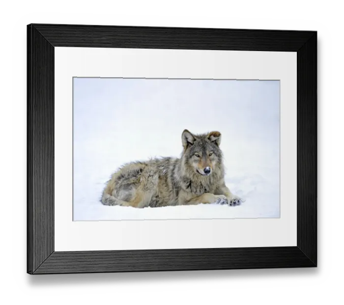 Framed Print : Mackenzie Valley Wolf, Alaskan Tundra Wolf or Canadian Timber Wolf -Canis lupus occidentalis-, young in the snow Framed Print : Mackenzie Valley Wolf, Alaskan Tundra Wolf or Canadian Timber Wolf -Canis lupus occidentalis-, young in the snow