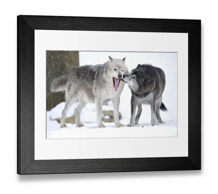 Framed Print : Mackenzie Valley Wolf, Alaskan Tundra Wolf or Canadian Timber Wolf -Canis lupus occidentalis-, two wolves in the snow, the female leader of the pack on the left Framed Print : Mackenzie Valley Wolf, Alaskan Tundra Wolf or Canadian Timber Wolf -Canis lupus occidentalis-, two wolves in the snow, the female leader of the pack on the left