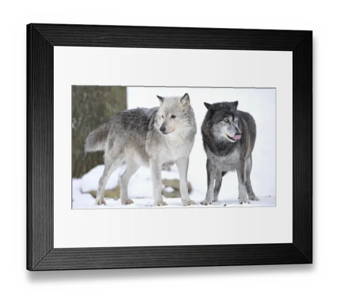 Framed Print : Mackenzie Valley Wolf, Alaskan Tundra Wolf or Canadian Timber Wolf -Canis lupus occidentalis-, two wolves in the snow, the female leader of the pack on the left Framed Print : Mackenzie Valley Wolf, Alaskan Tundra Wolf or Canadian Timber Wolf -Canis lupus occidentalis-, two wolves in the snow, the female leader of the pack on the left