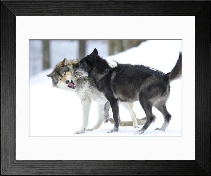 Framed Print : Mackenzie Valley Wolf, Alaskan Tundra Wolf or Canadian Timber Wolf -Canis lupus occidentalis-, two young wolves playing in the snow Framed Print : Mackenzie Valley Wolf, Alaskan Tundra Wolf or Canadian Timber Wolf -Canis lupus occidentalis-, two young wolves playing in the snow