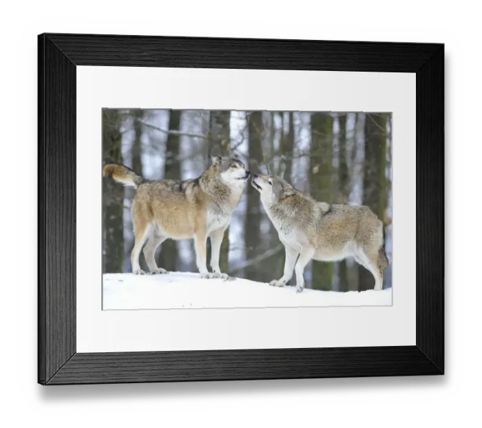 Framed Print : Mackenzie Valley Wolf, Alaskan Tundra Wolf or Canadian Timber Wolf -Canis lupus occidentalis-, two wolves in the snow, the leader of the pack on the left Framed Print : Mackenzie Valley Wolf, Alaskan Tundra Wolf or Canadian Timber Wolf -Canis lupus occidentalis-, two wolves in the snow, the leader of the pack on the left