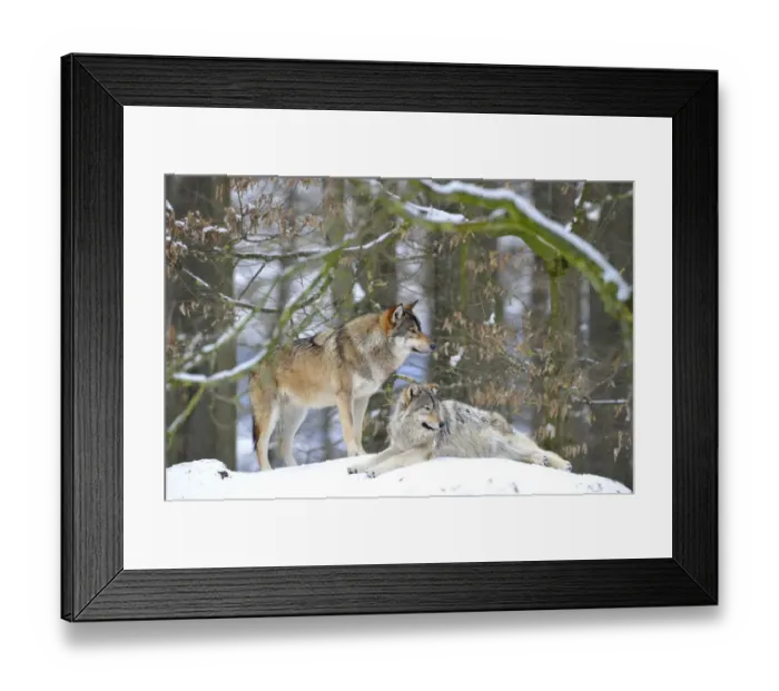 Framed Print : Mackenzie Valley Wolf, Alaskan Tundra Wolf or Canadian Timber Wolf -Canis lupus occidentalis-, two wolves in the snow Framed Print : Mackenzie Valley Wolf, Alaskan Tundra Wolf or Canadian Timber Wolf -Canis lupus occidentalis-, two wolves in the snow