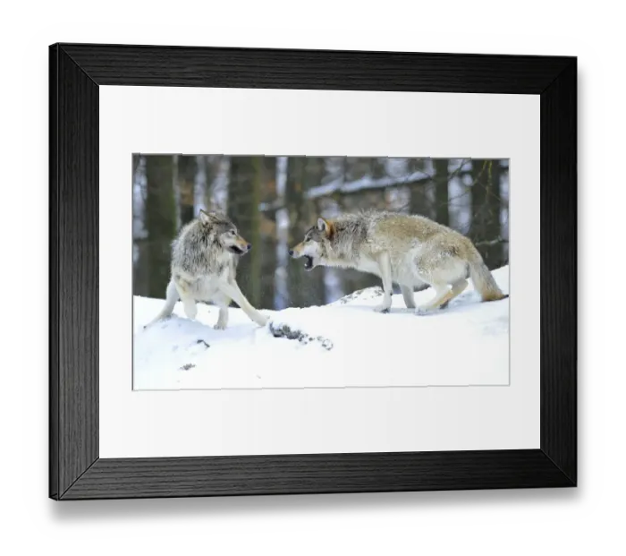Framed Print : Mackenzie Wolf, Canadian wolf, Timber wolf -Canis lupus occidentalis- in the snow, leader of the pack, on the right, reprimanding a young wolf Framed Print : Mackenzie Wolf, Canadian wolf, Timber wolf -Canis lupus occidentalis- in the snow, leader of the pack, on the right, reprimanding a young wolf