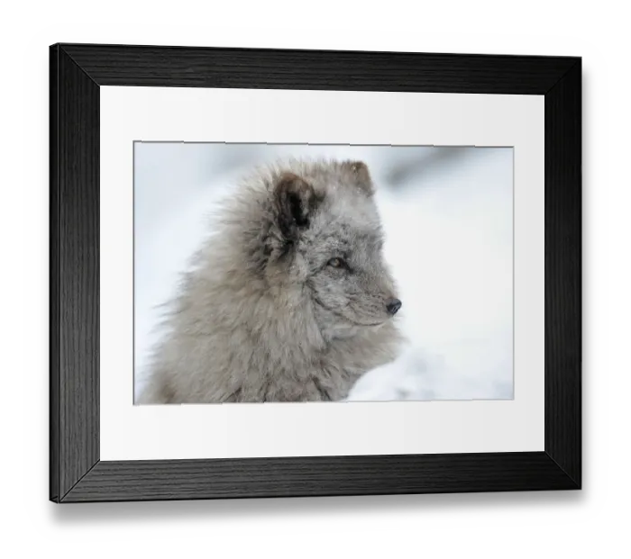Framed Print : Arctic fox -Alopex lagopus-